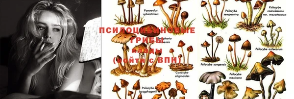 apvp Арсеньев